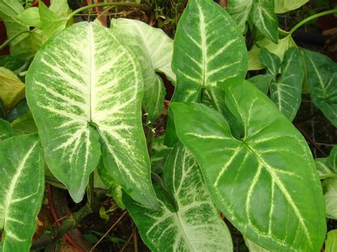 合果芋|合果芋:形態特徵,生長環境,分布範圍,繁殖方法,栽培技。